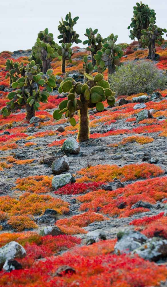 Galapagos island fauna flora sights travel adventure