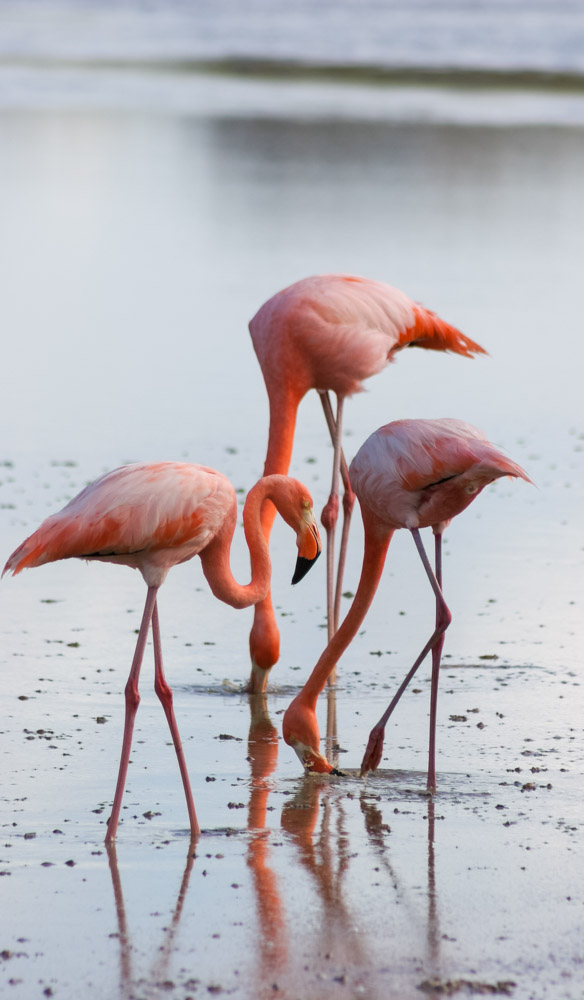 Galapagos island fauna flora sights travel adventure