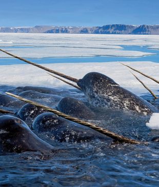 Go in search of Nunavut’s mystical narwhals