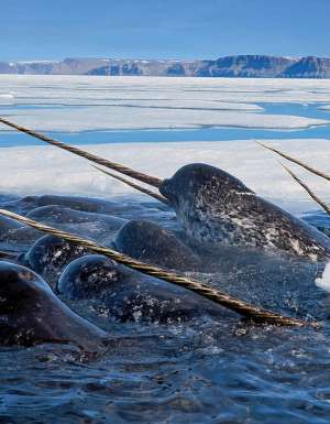 Go in search of Nunavut’s mystical narwhals