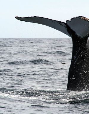 Go snorkelling with humpbacks in eastern Canada
