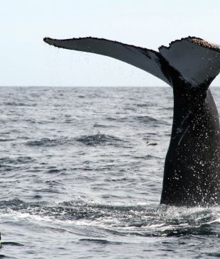 Go snorkelling with humpbacks in eastern Canada