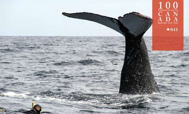 Go snorkelling with humpbacks in eastern Canada