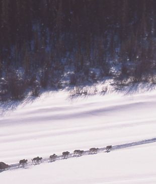 Watch amazing husky sledding at the mighty Yukon Quest