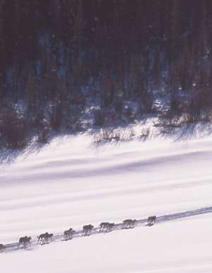 Watch amazing husky sledding at the mighty Yukon Quest