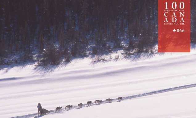Watch amazing husky sledding at the mighty Yukon Quest