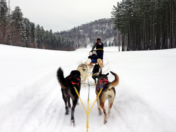 dog sledding yukon