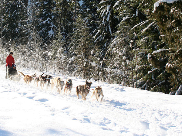 Dog sledding Revelstoke