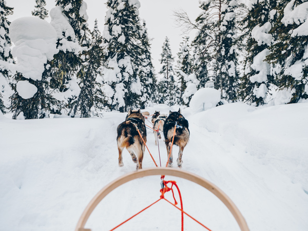 Dog Sledding Revelstoke