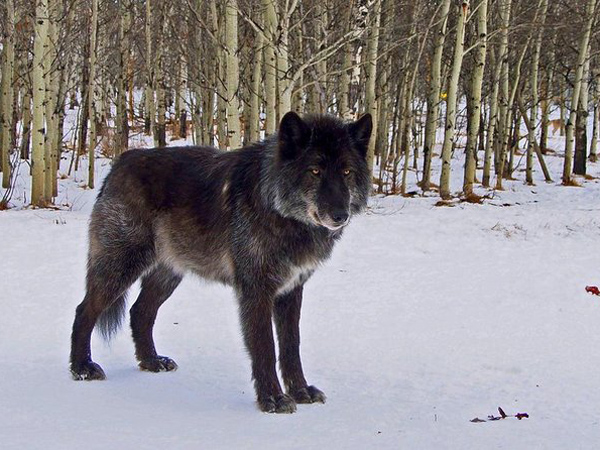 Yamnuska Wolfdog Sanctuary Canada