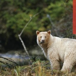 Go in search of the elusive Canadian Spirit Bear