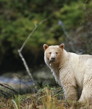Go in search of the elusive Canadian Spirit Bear