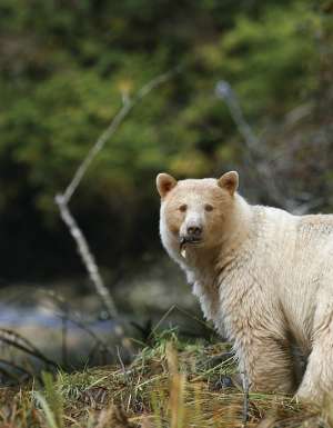 Go in search of the elusive Canadian Spirit Bear