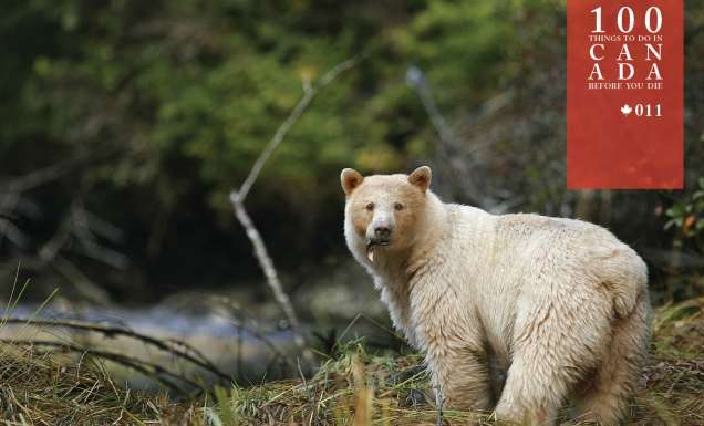 Go in search of the elusive Canadian Spirit Bear