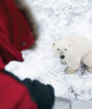 Tundra buggy your way into Canada’s largest polar bear show