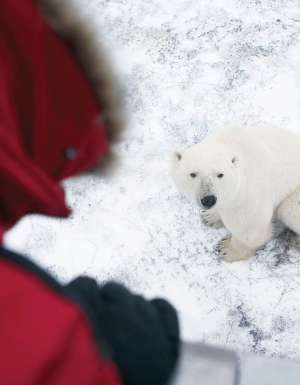 Tundra buggy your way into Canada’s largest polar bear show