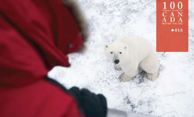 Tundra buggy your way into Canada’s largest polar bear show