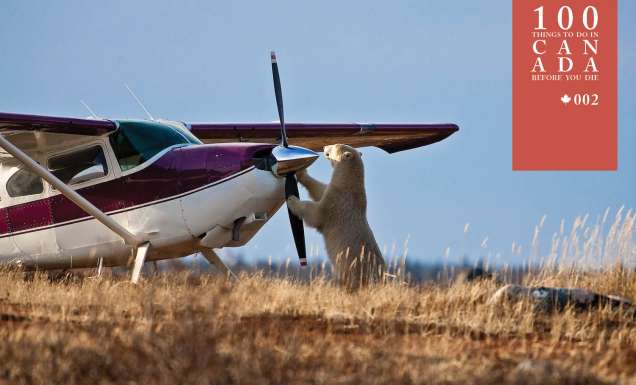 Go wild in Churchill on a polar bear safari