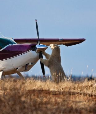 Go wild in Churchill on a polar bear safari