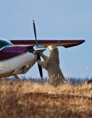 Go wild in Churchill on a polar bear safari