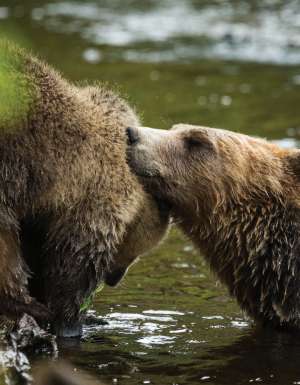 Go grizzly cub spotting at British Columbia’s Knight Inlet Lodge