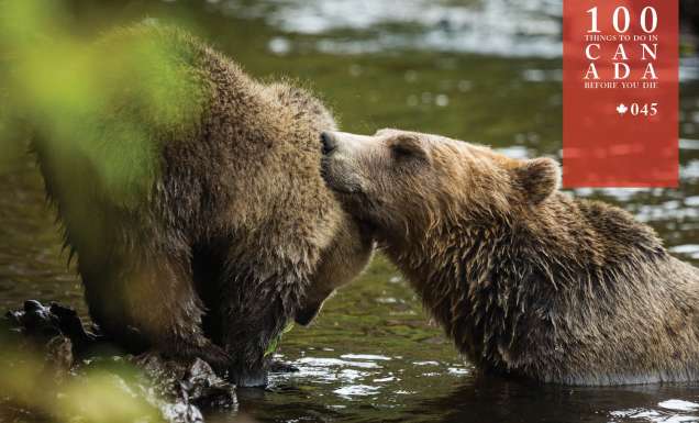 Go grizzly cub spotting at British Columbia’s Knight Inlet Lodge