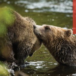 Go grizzly cub spotting at British Columbia’s Knight Inlet Lodge
