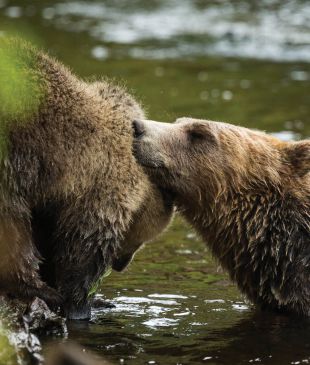 Go grizzly cub spotting at British Columbia’s Knight Inlet Lodge