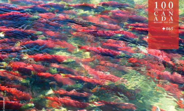 See red salmon fill Canada’s Fraser Canyon Rapids