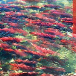 See red salmon fill Canada’s Fraser Canyon Rapids