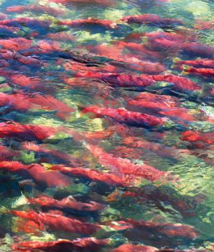 See red salmon fill Canada’s Fraser Canyon Rapids