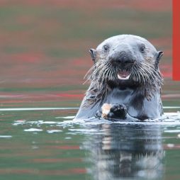 Befriend a sea otter off Canada’s Vancouver Island