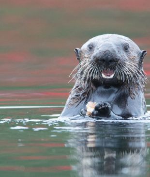 Befriend a sea otter off Canada’s Vancouver Island