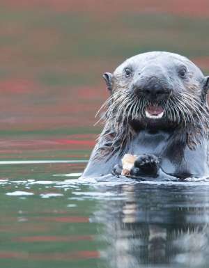 Befriend a sea otter off Canada’s Vancouver Island