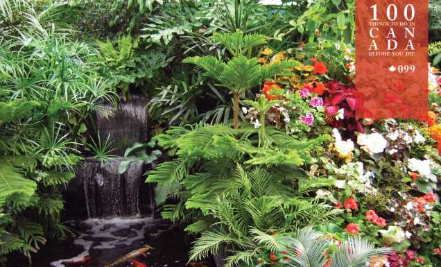 Tiptoe through the tulips at Canada’s Butchart Gardens
