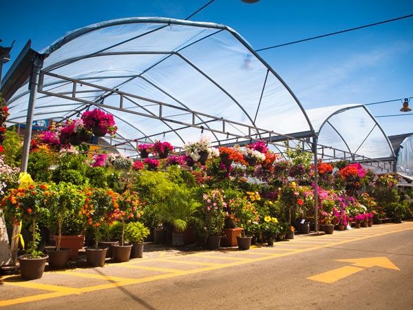 Plants and flowers on display at the Jean Talon Market in Montreal Quebec Canada