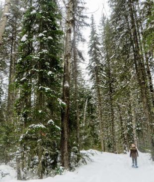 The Ultimate Fernie Ski Guide