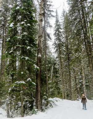 Fernie Mountain Forests