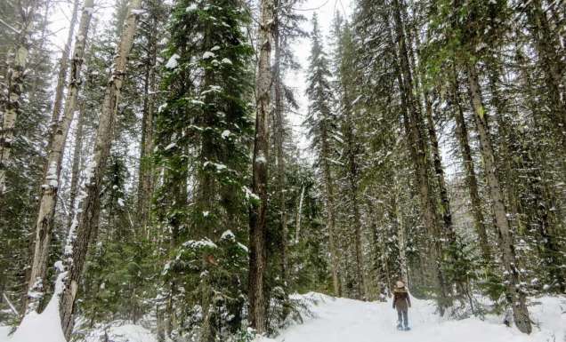 Fernie Mountain Forests