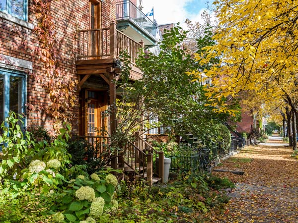 the Plateau Mount-Royal in Montreal in fall. The trees are colored in yellow leaves and some leaves have already fallen on the street