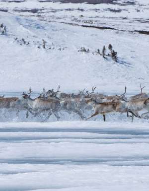 Migrate to the Arctic north with Canadian caribou