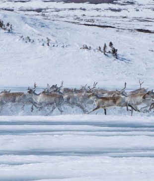 Migrate to the Arctic north with Canadian caribou