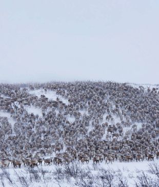 You’re guaranteed to be in awe of Canada’s mass reindeer migration