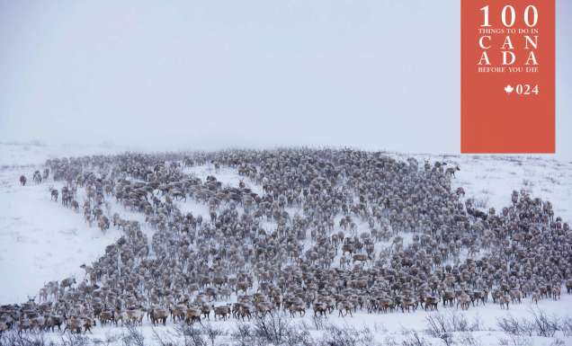 You’re guaranteed to be in awe of Canada’s mass reindeer migration
