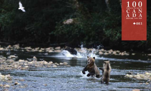 Float alongside grizzlies at the Great Bear Lodge