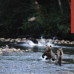 Float alongside grizzlies at the Great Bear Lodge