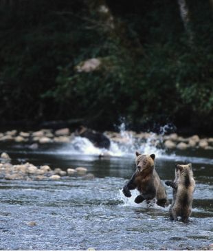 Float alongside grizzlies at the Great Bear Lodge