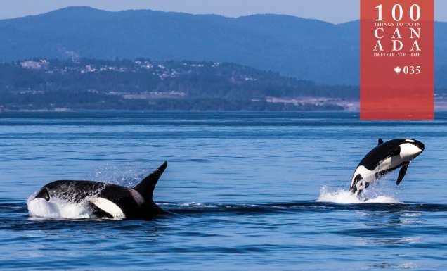 Frolic at sea with the orcas off Vancouver Island