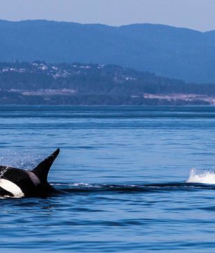 Frolic at sea with the orcas off Vancouver Island