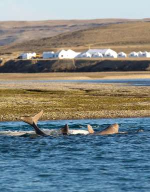 Join the Arctic Watch on Nunavut’s untamed tundra